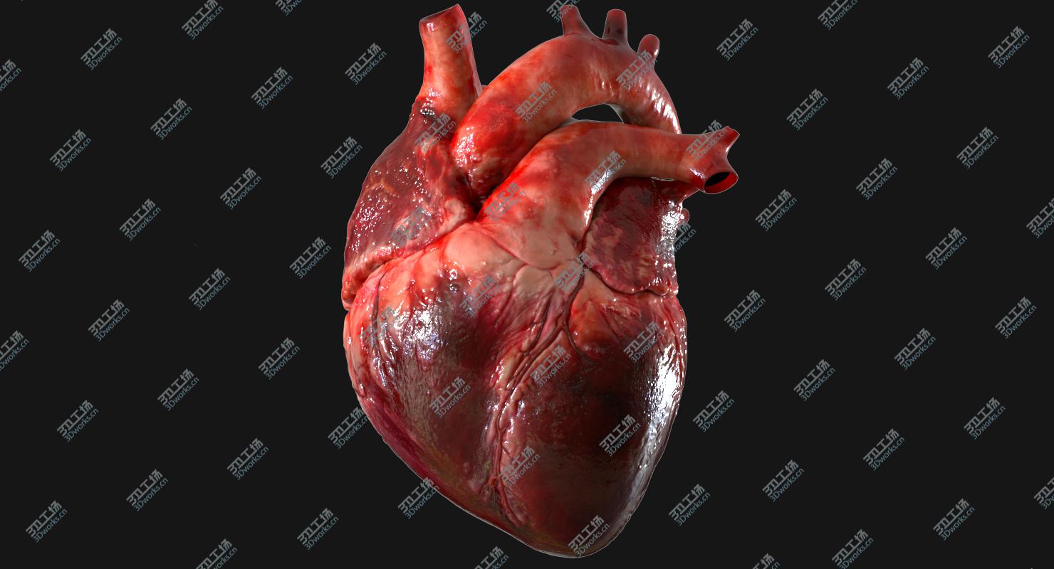 images/goods_img/20210113/3D Human Heart Anatomy (Animation) model/1.jpg